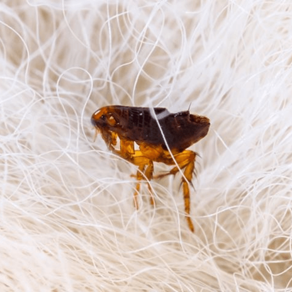 Flea Control MT Pest Control Boston South Shore (1)