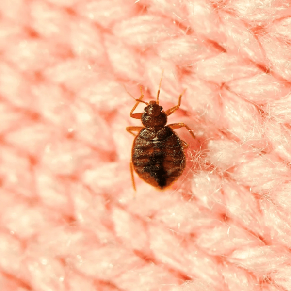 Mite Control MT Pest Control (1)