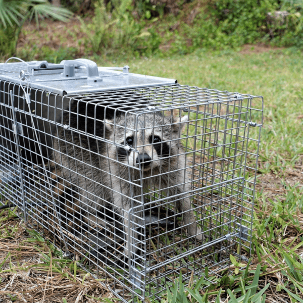 Wildlife Trapping MT Pest Control (1)